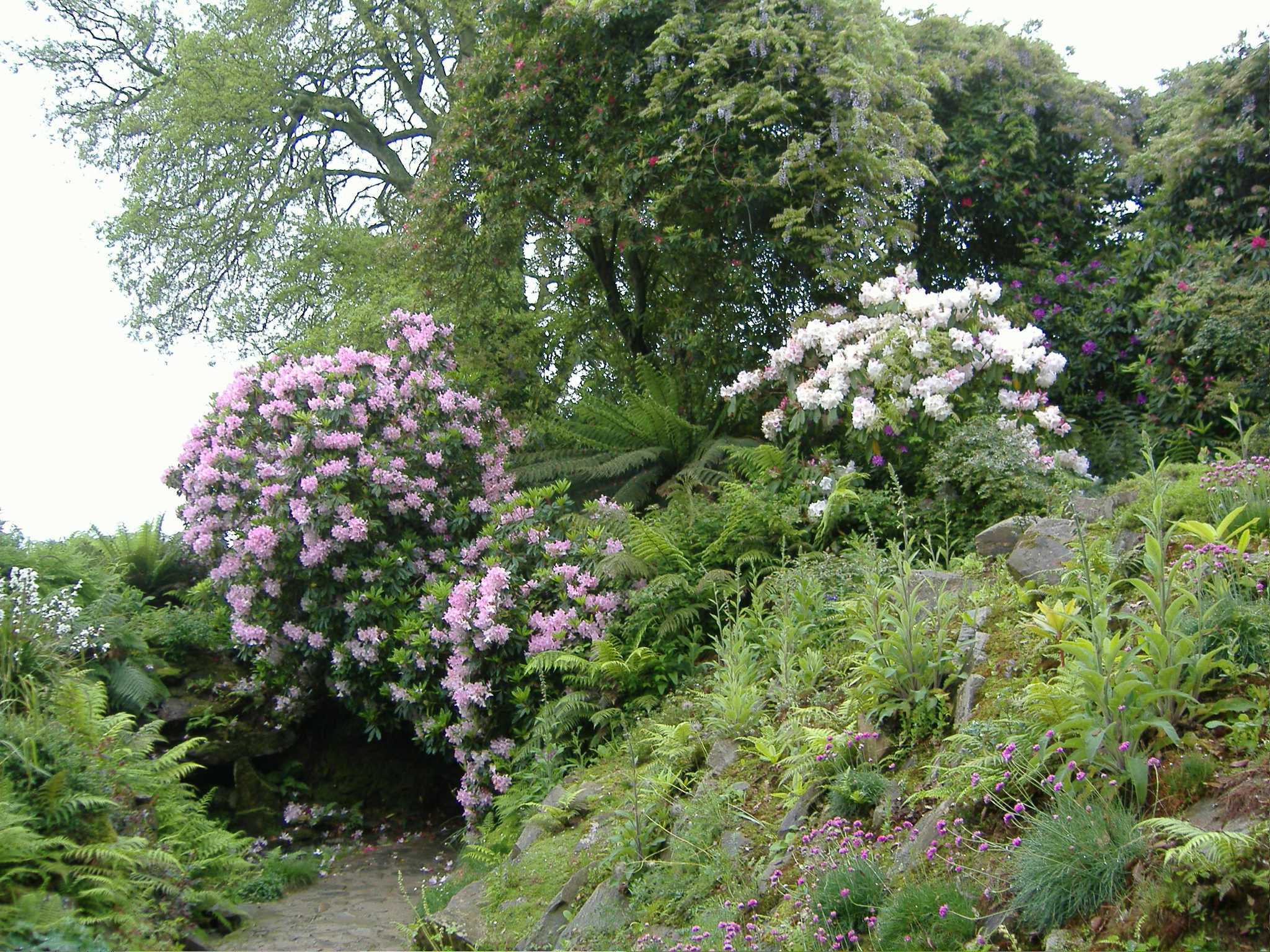 temporary picture of garden